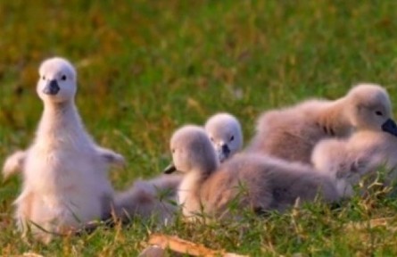 一眼就被萌化了！河南鄭州北龍湖再添9只天鵝寶寶