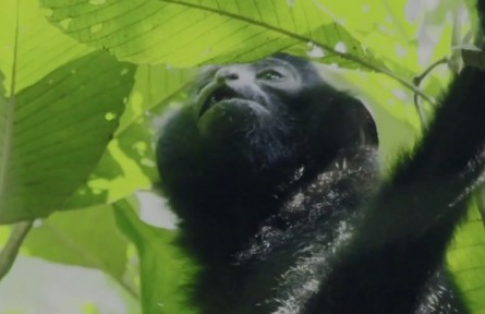 海南猿聲啼不?。●雎爜碜詿釒в炅值摹疤旎[之音”