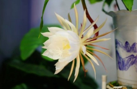 延時攝影：曇花一現