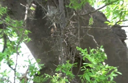 走進秦嶺國家植物園——皂莢
