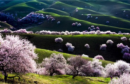 新疆新源：3萬畝野杏花開放美如畫