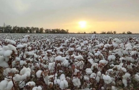 新疆棉花為啥好？原來，跟氣象條件有關(guān)