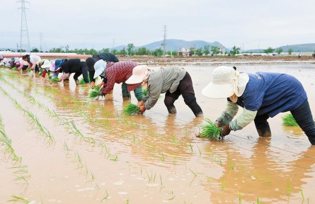 云南：袁隆平超級(jí)雜交稻如期移栽大田