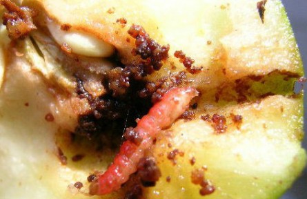 梨小食心蟲迷向絲，讓果樹“心病”有的治