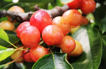 山東煙臺朱吳鎮(zhèn)：大櫻桃成熟 果農(nóng)收獲“金果果”