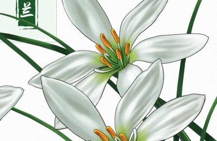 物種故事 | 蔥蘭：形似小蔥，翠葉白花，它開出了人間煙火的浪漫