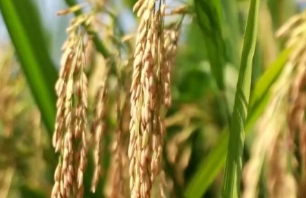 春耕開局良好 有能力端牢中國人的飯碗