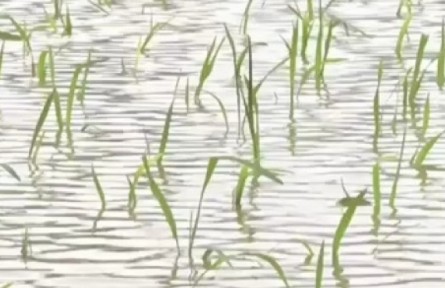 袁隆平超級(jí)雜交水稻云南蒙自示范基地水稻順利移栽