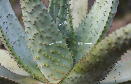 物種故事 | 蘆薈：你，學(xué)“薈”了么？