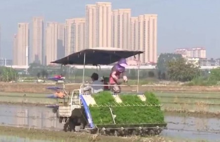 福建莆田：正是水稻插秧時(shí) 數(shù)字賦能助春耕
