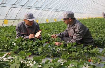 山東濟(jì)寧鄒城市：“按揭農(nóng)業(yè)”圓夢“莓”好生活