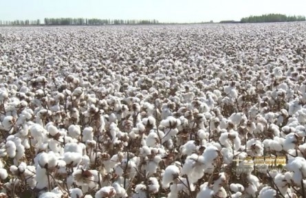 新疆兵團(tuán)推出棉花質(zhì)檢新技術(shù)：5G+，實(shí)現(xiàn)3分鐘棉花質(zhì)量檢測