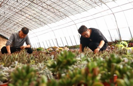 甘肅慶陽(yáng)：“90后”新農(nóng)人的多肉新天地