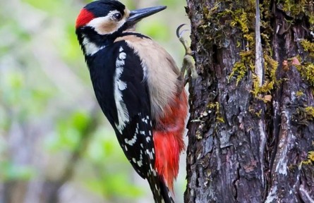 物種故事 | 大斑啄木鳥：亦正亦邪，我對自己的定位好糾結(jié)