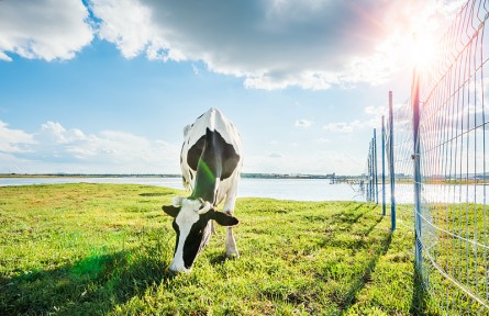科普 | 南方牧草，作用知多少？