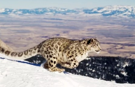 懟臉拍萌萌噠！西藏拉薩首次拍到雪豹紅外影像