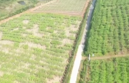 重慶潼南：節(jié)成本 提效率 麥浪滾滾機(jī)收忙