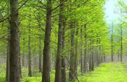 重慶持續(xù)實施生態(tài)工程 不斷筑牢綠色本底