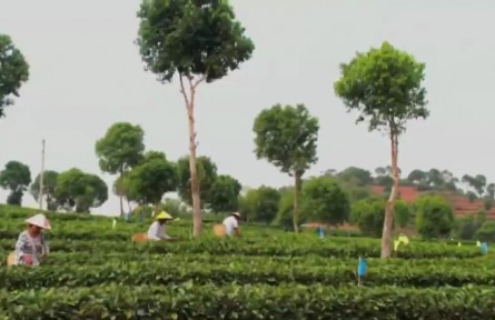 云南景谷：黨建領航助力集體經(jīng)濟五年增長14倍