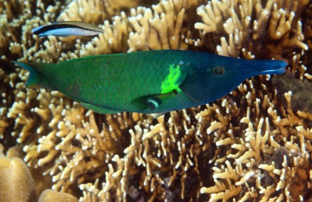 物種故事 | 尖嘴魚：長吻尖尖似鳥喙