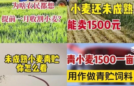 青小麥收割當(dāng)飼料賣，一畝1500元？農(nóng)業(yè)農(nóng)村部：嚴查毀麥行為！