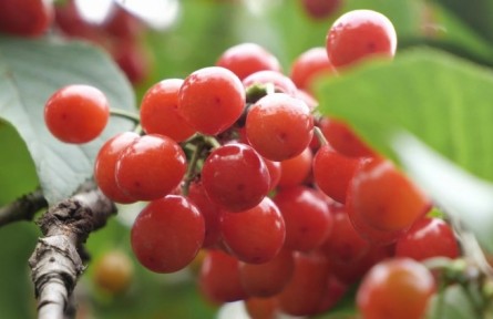 陜西渭南華州區(qū)櫻桃溝村：老品種小櫻桃成熟上市