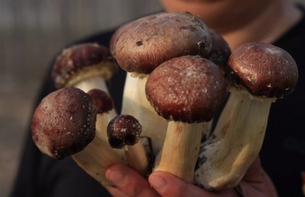 山東淄博高青縣高城鎮(zhèn)：小小赤松茸 撐起村民“致富傘”