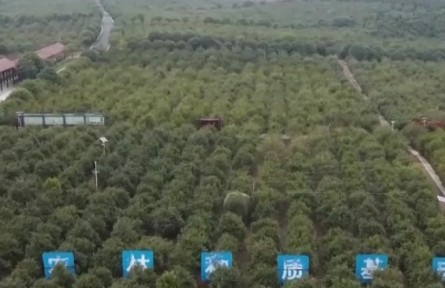 國(guó)家林草局：到2025年油茶種植面積力爭(zhēng)超9000萬(wàn)畝