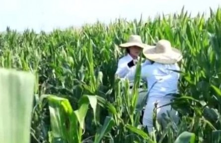 海南：農(nóng)業(yè)科研青年傳承“中國(guó)芯” 攥緊種子種下未來