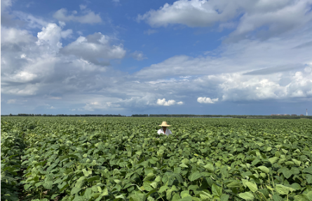 遼寧省農(nóng)科院2022年科技助力春耕生產(chǎn)技術(shù)建議：大豆篇