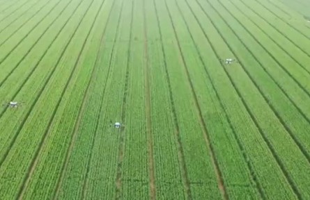 河南：做好小麥后期管理 奪取夏糧豐產豐收