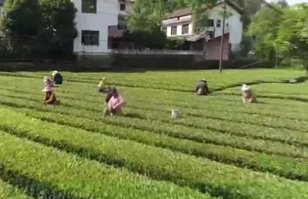 陜西漢中：紅色沃土培育綠色產(chǎn)業(yè)