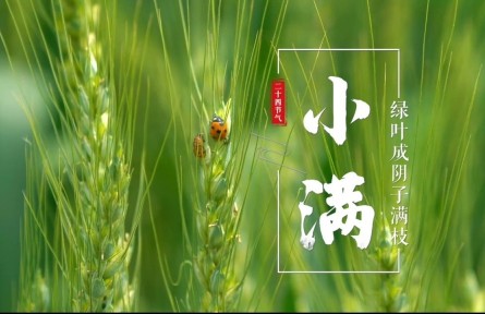 小滿，綠葉成陰子滿枝