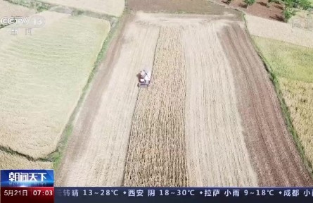 小滿小滿，麥粒漸滿！我國夏糧豐收在望