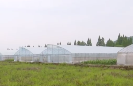 強(qiáng)省會(huì)，湖南長沙這樣打造“種業(yè)硅谷”