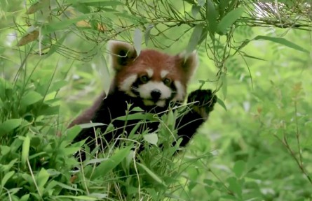 2022年國際生物多樣性日：嘿！它們在這里！