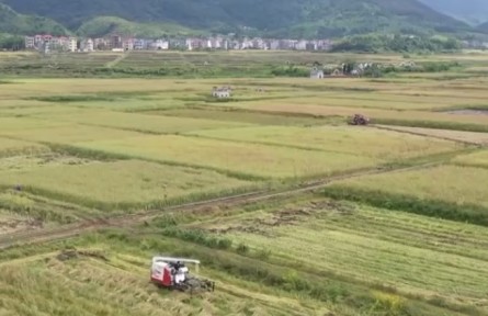 江西：強服務(wù) 搶農(nóng)時 收油菜種水稻