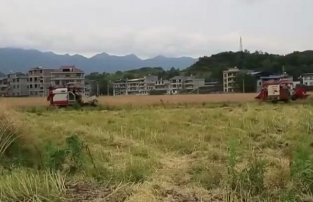 湘西：油菜豐收 機械化助力顆粒歸倉