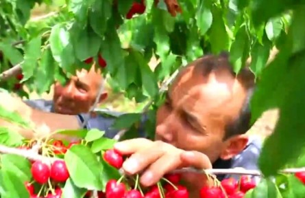 新疆莎車：小櫻桃激活鄉(xiāng)村振興大產(chǎn)業(yè)