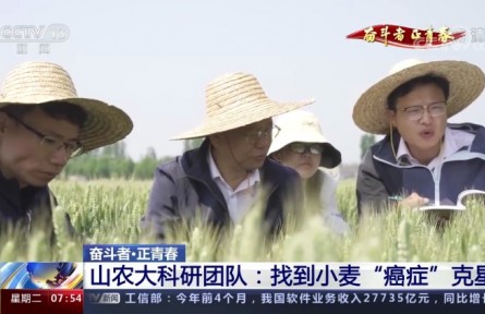 20年攻克小麥“癌癥” 這群青年用行動(dòng)守護(hù)“中國(guó)糧”
