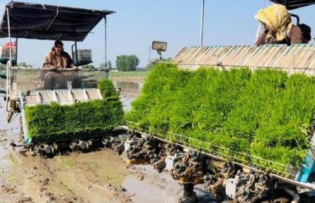 天津：“巨型稻”插秧試種