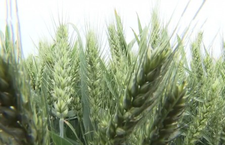 安徽亳州：科技設備助力小麥抗旱增產(chǎn)