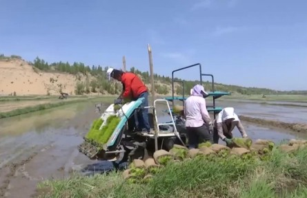 內(nèi)蒙古：230萬畝水稻機械化插秧作業(yè)有序開展