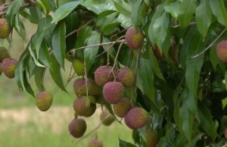 《區(qū)域全面經(jīng)濟(jì)伙伴關(guān)系協(xié)定》催生新商機(jī) 廣東茂名對RCEP國家荔枝出口量翻番