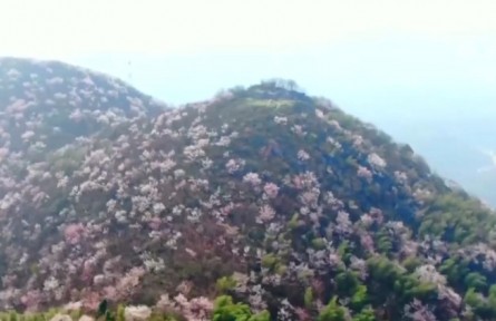 湖北崇陽：易地搬遷后 荒山變金山