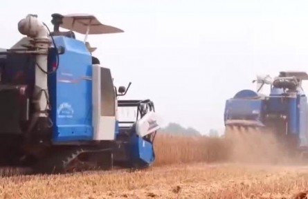 湖北南漳：51.3萬畝小麥豐收 預(yù)計產(chǎn)量1.3億公斤