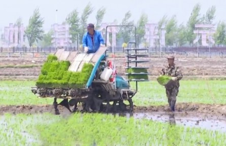 吉林：集約化經(jīng)營 加快水稻插秧進度