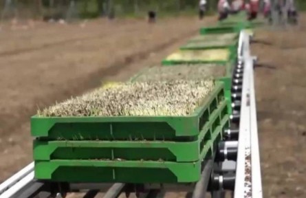 江蘇連云港：自動(dòng)化育秧讓水稻生產(chǎn)更高效