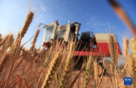 一路向北 追逐豐收——夏收版圖北擴時