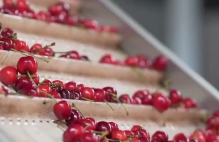 物流鏈上新變化 小櫻桃背后的大科技